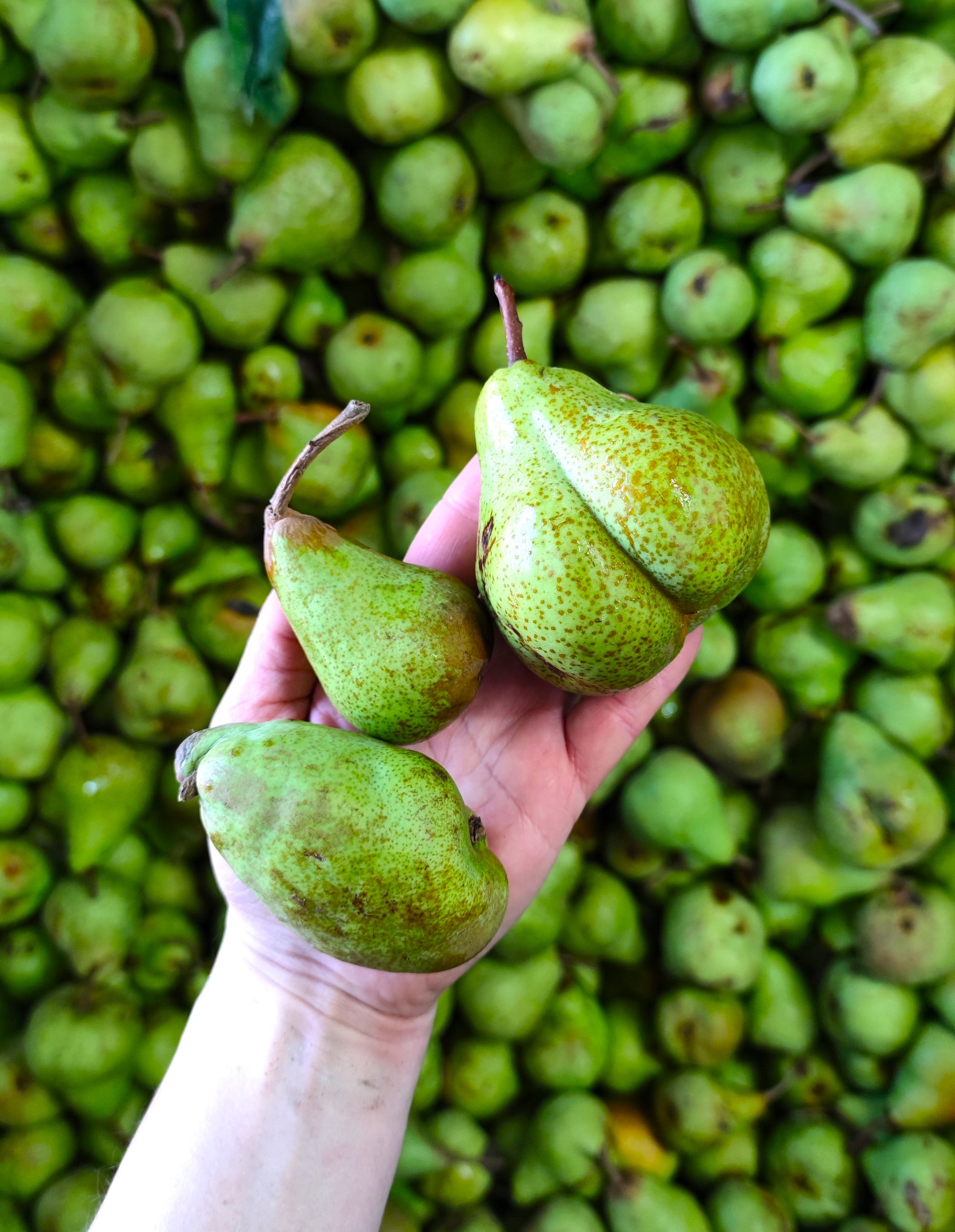 Add 1kg Small Pears * SUPER DEAL *